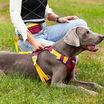 Dog Night Reflective Training Vest Chest Strap